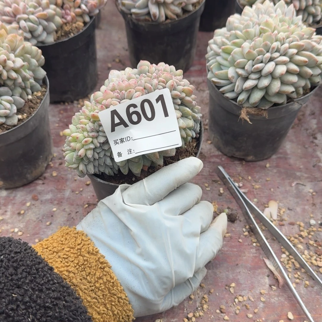 容*星影缀化呀妈呀呀呀