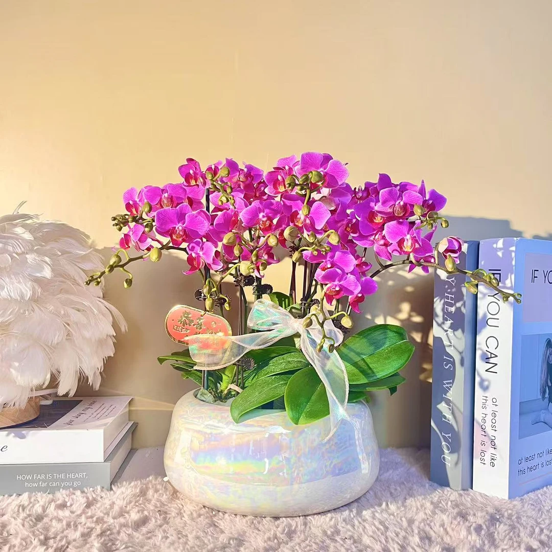 卷珠帘 蝴蝶兰 粉色花瓣 年宵花 客厅卧室美观带花 欧品