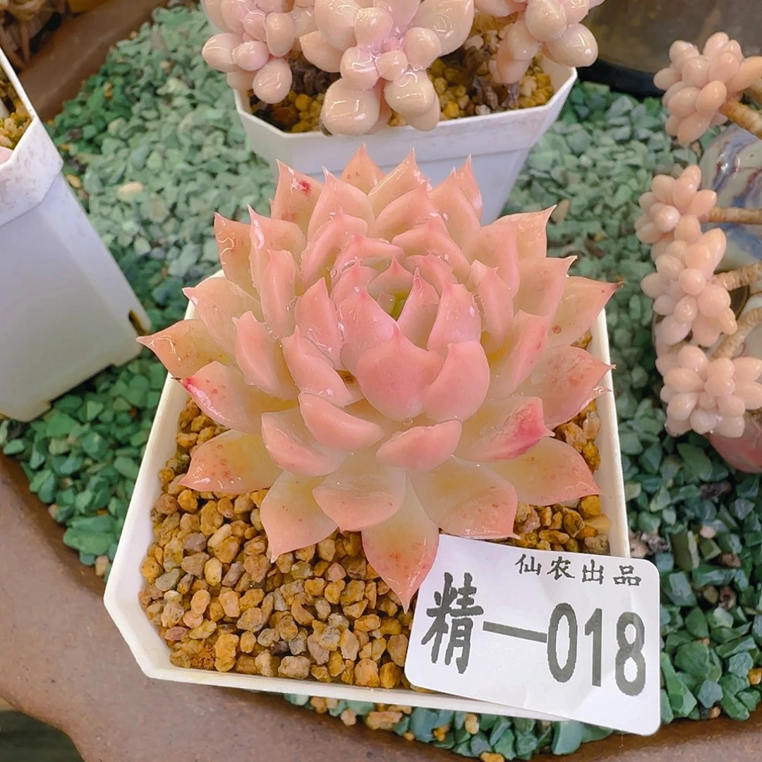 粉粉，018，仙农出品多肉