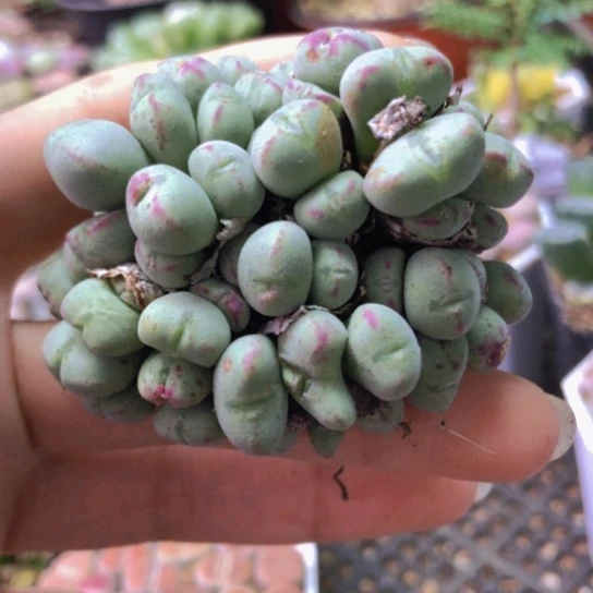 2551如图一物一拍