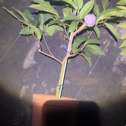 宗***佑金钻凤梨3697379967