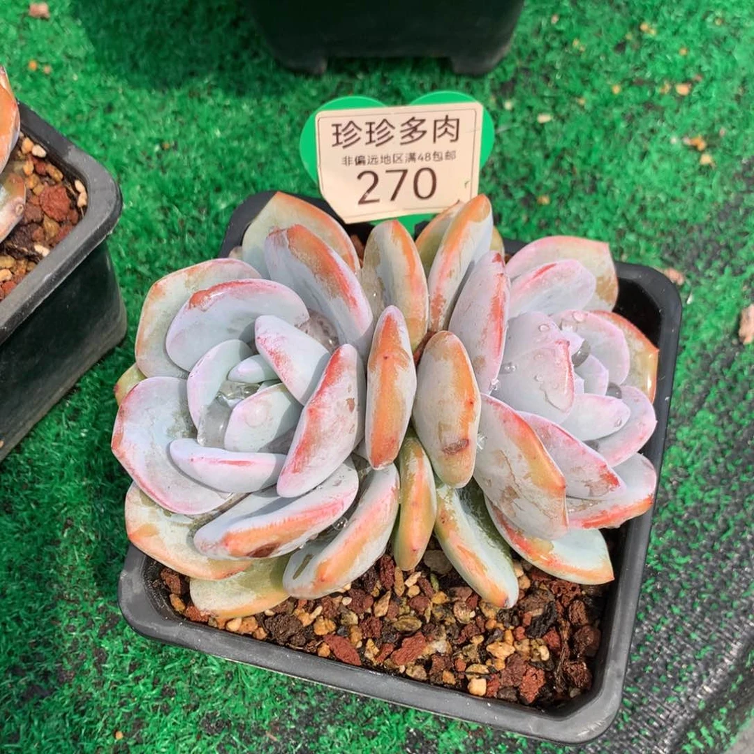 韩版奶茶老桩无砍270