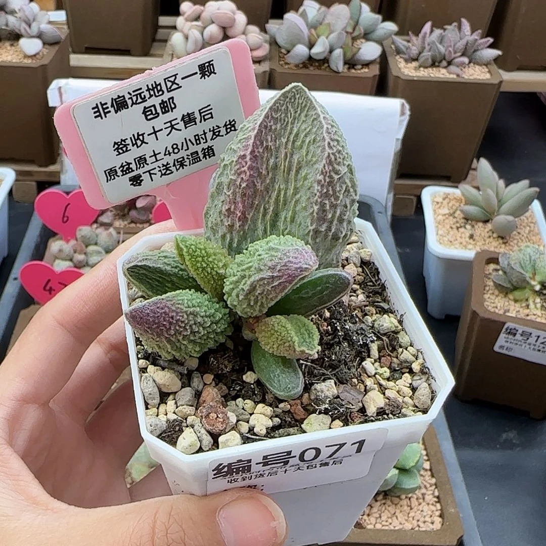 煜*071胖五多肉植物