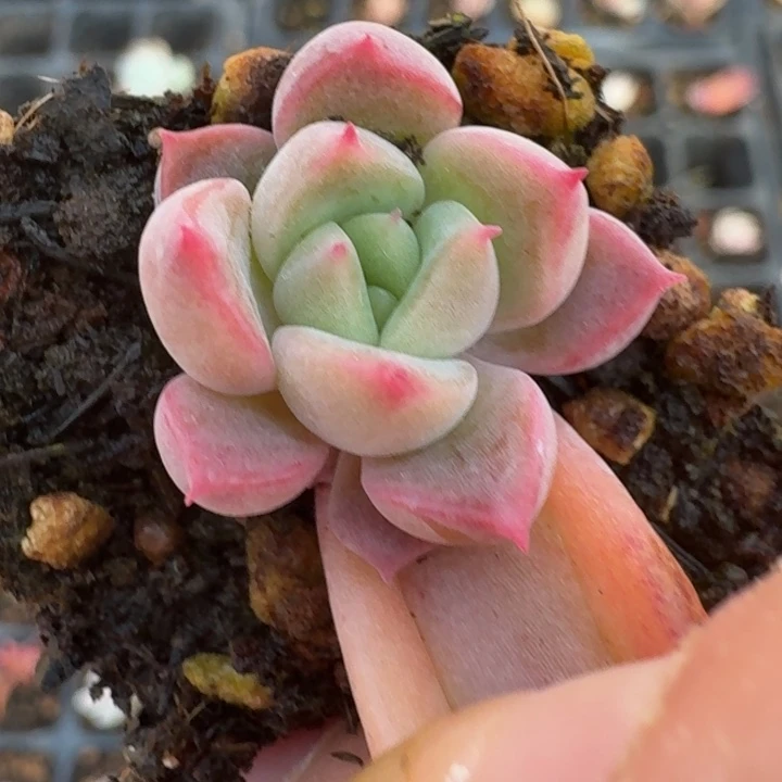 冰月亮锦一物一拍412