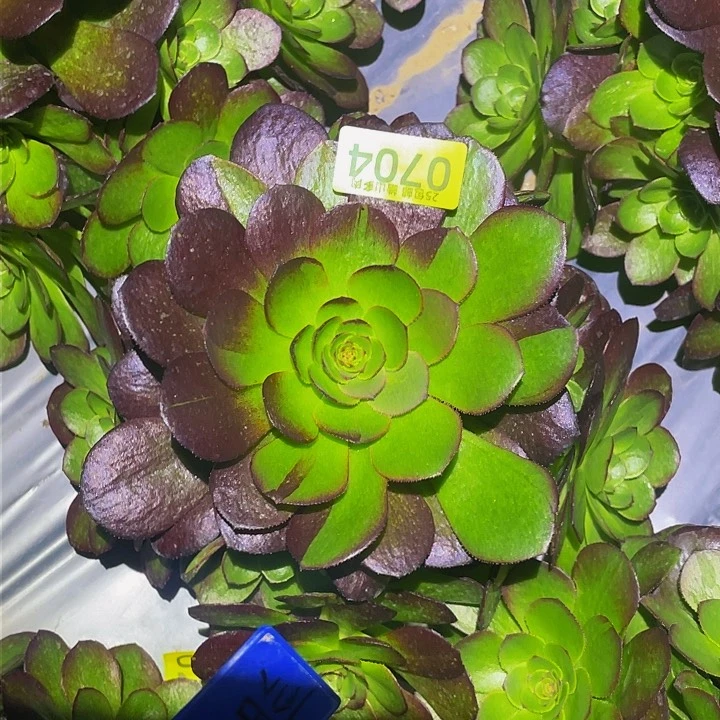 0704黑骑士多肉植物