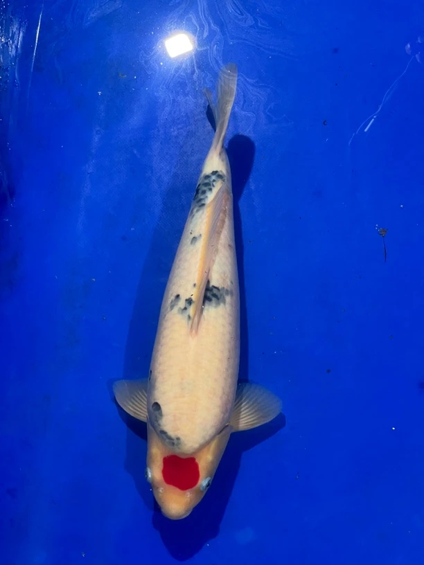 阪井出品丹三锦鲤母（王总）专拍链接