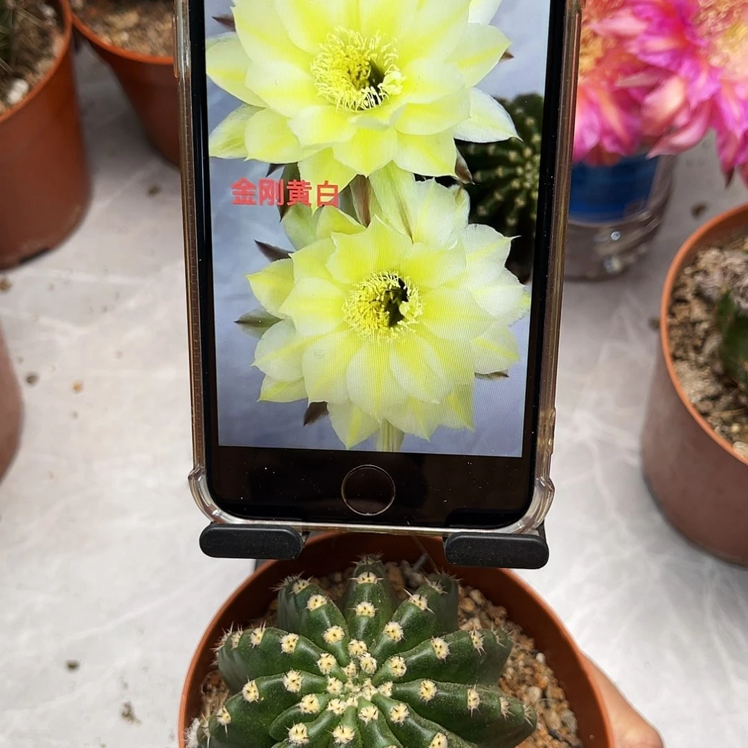 金刚黄白6公分左右