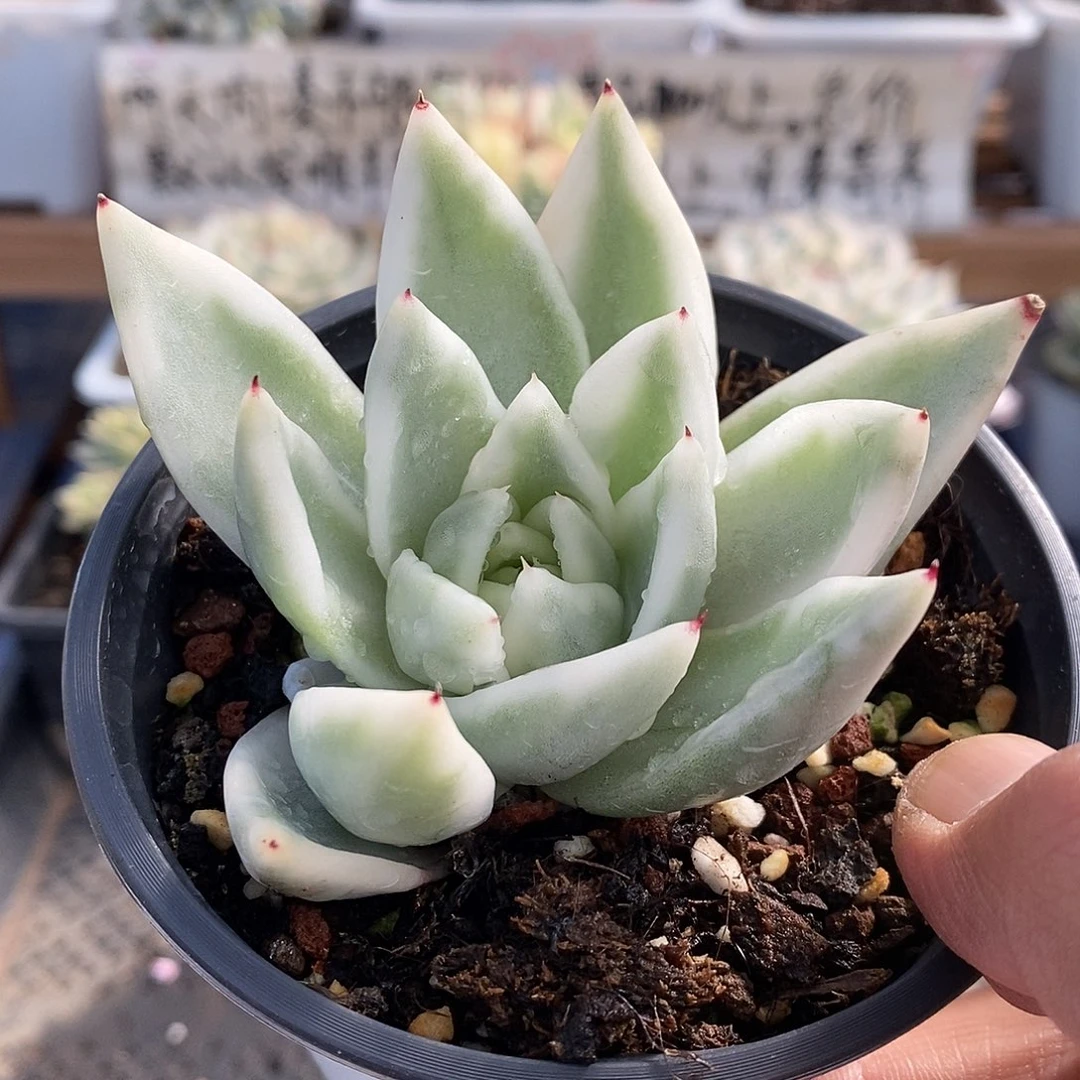 31184 雪白玛利亚锦