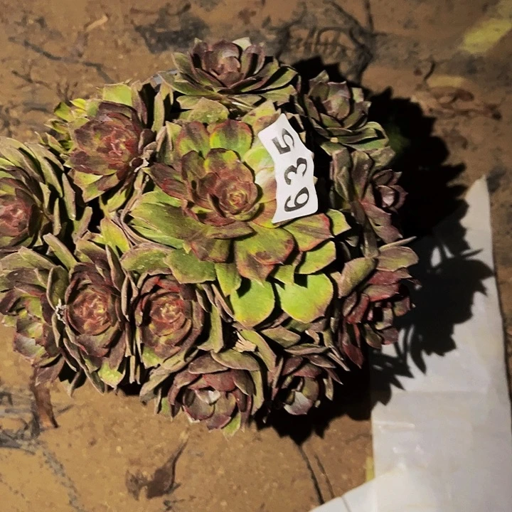 635红拉丝万圣节多肉植物处理不售后