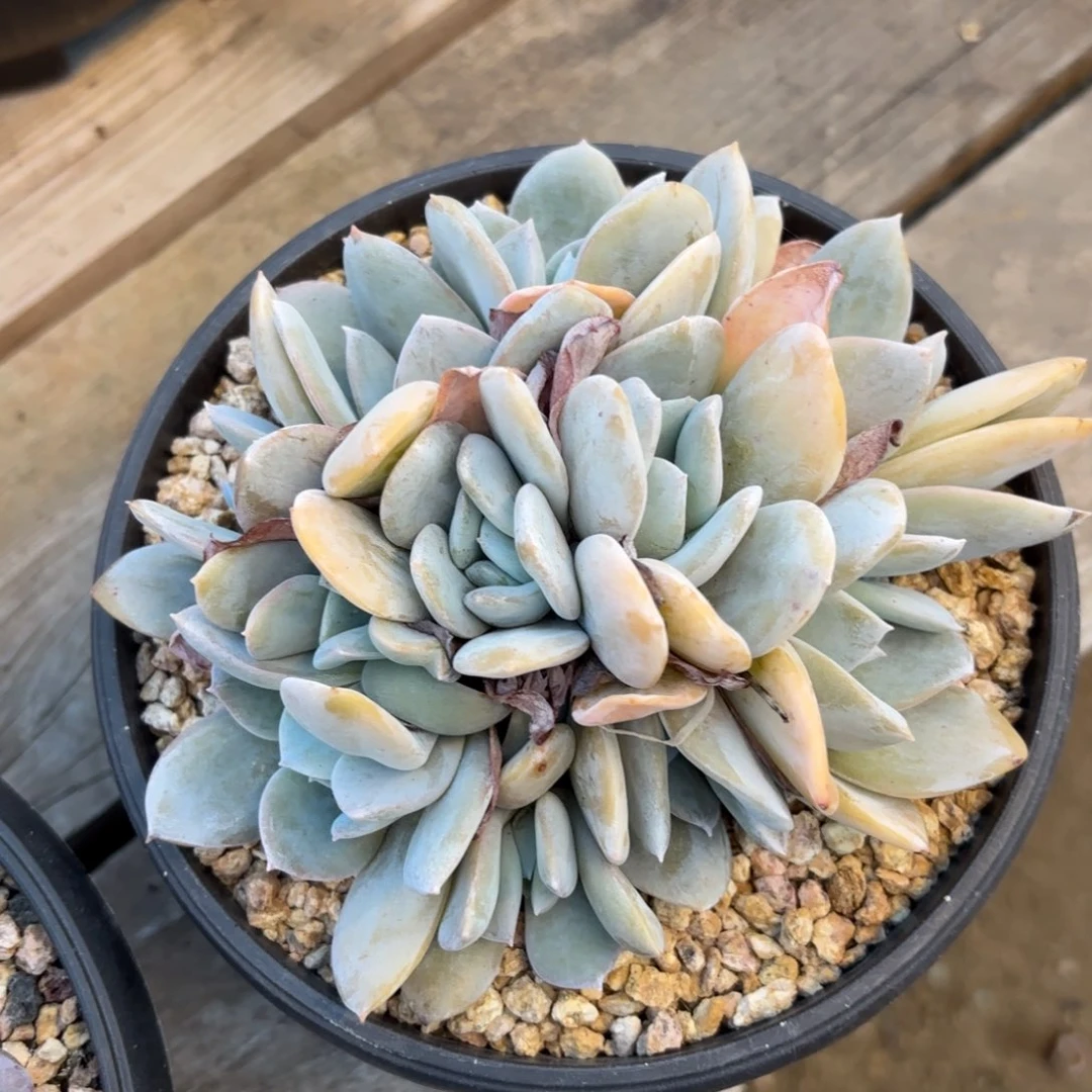 无花朵1111111111111