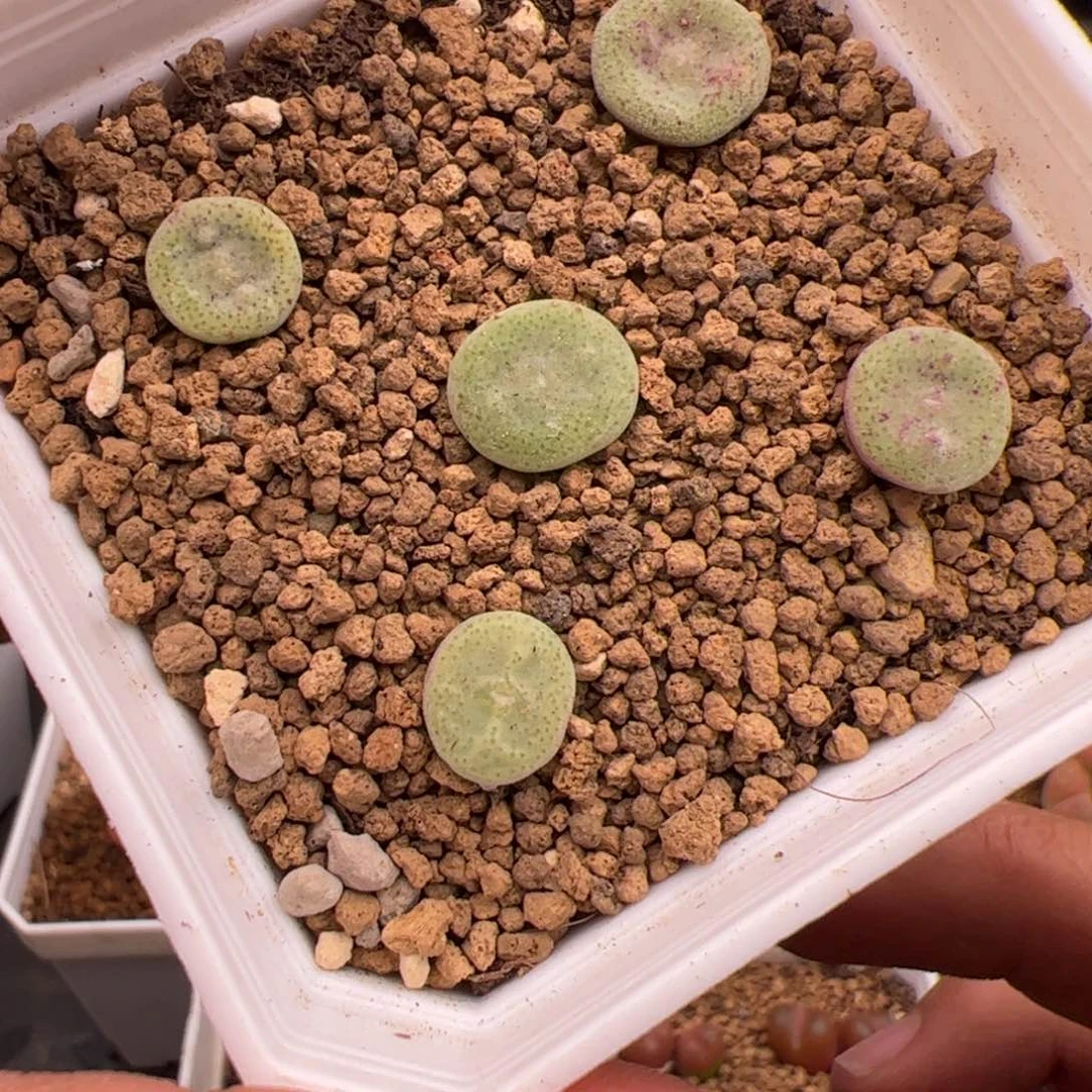 7.7绿豆饼多肉植物56