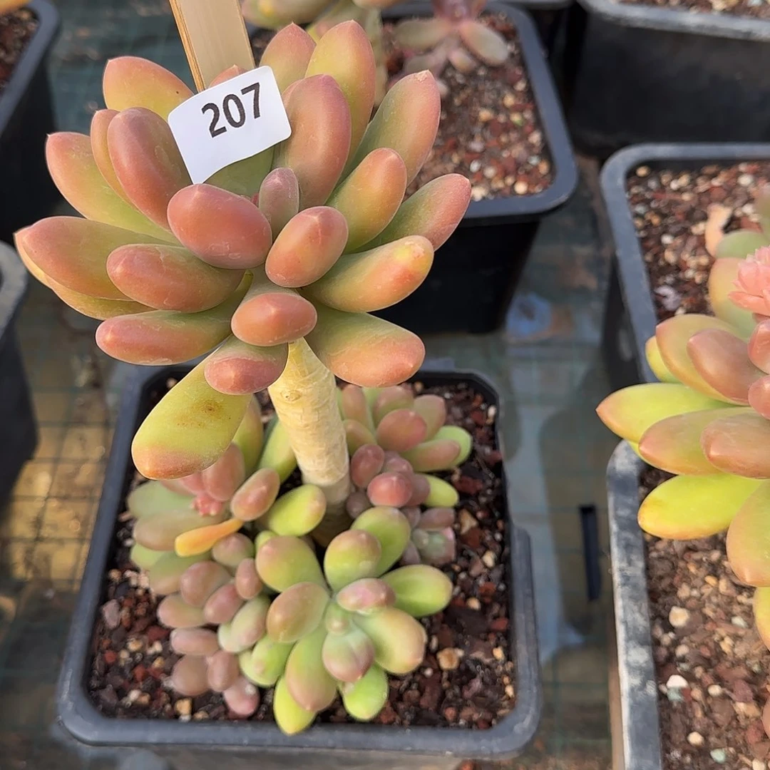 芒*207号 一物一拍