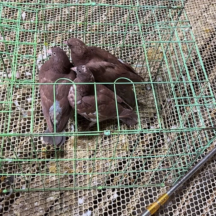 沉***金珍珠鸡红卡姆，黑卡姆