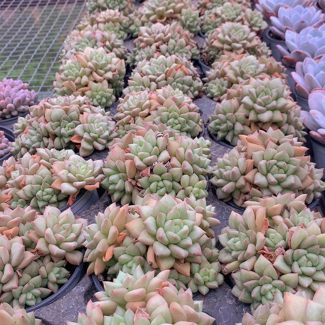 黄金象牙4678899900000