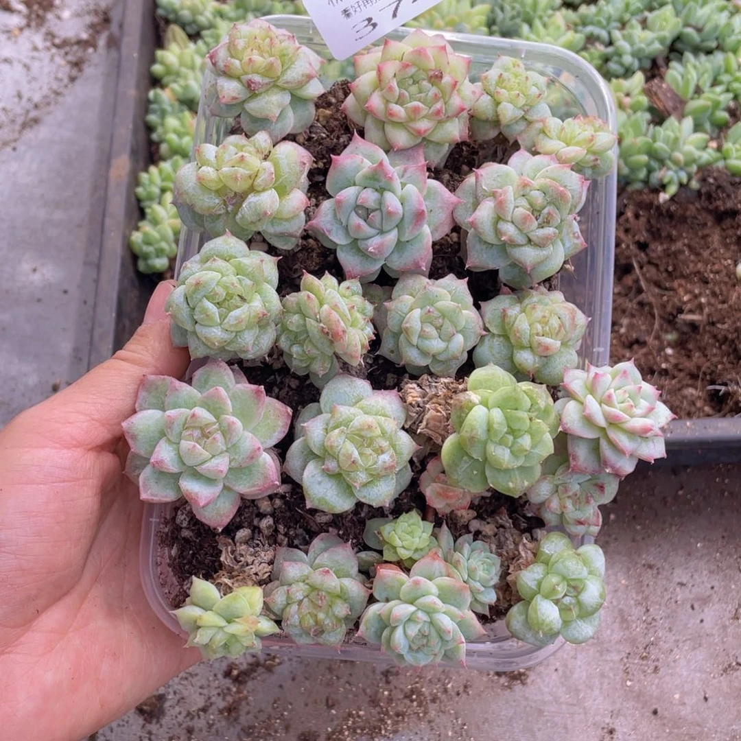 糕大上多肉植物374