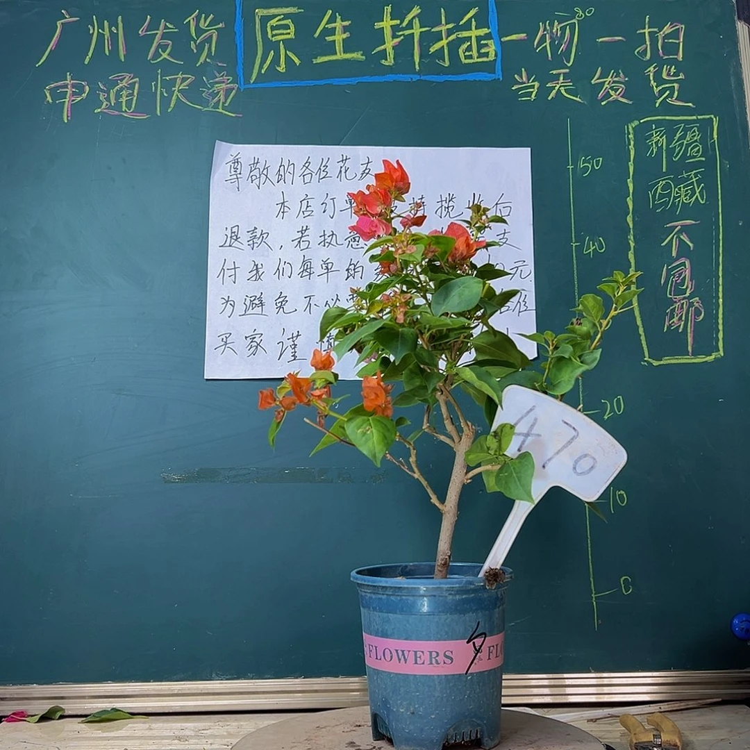 当前无花栽培后可以开花暗斑夕阳红470