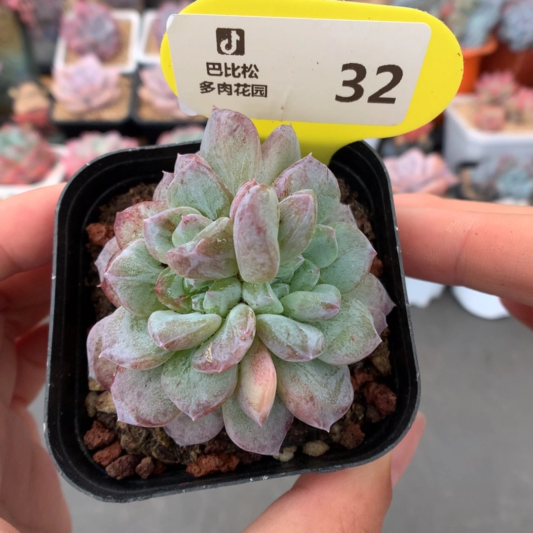 32双心珍妮石化多肉植物