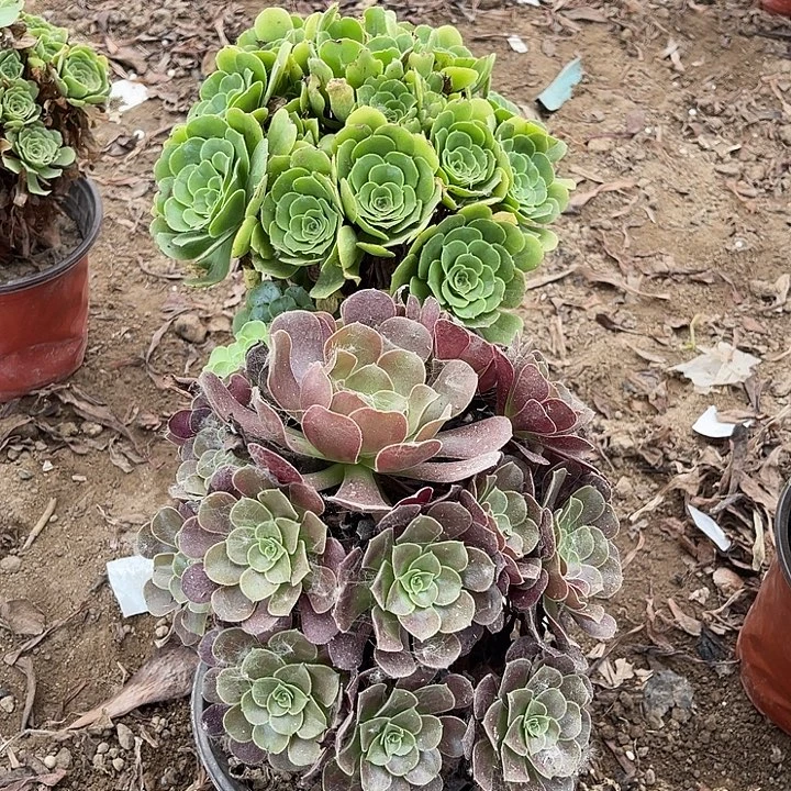 2棵玫瑰玫瑰玫瑰玫瑰