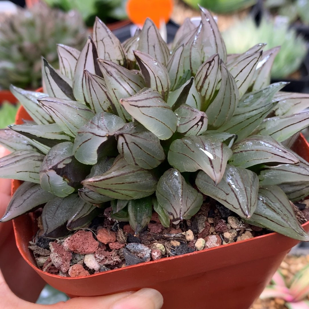 群生西瓜寿，带盆发货