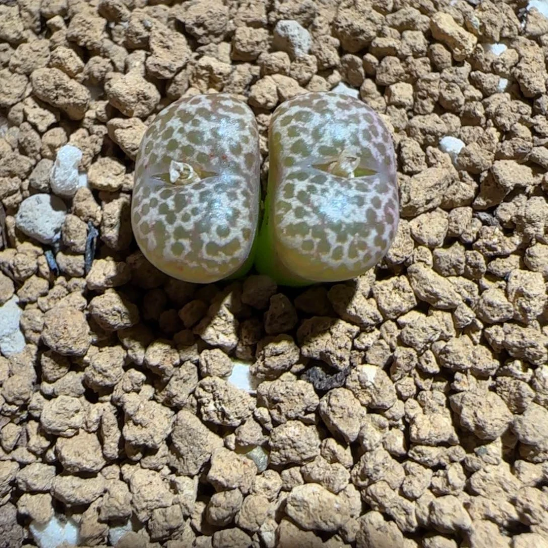 肉锥多肉植物组合-豹纹鸟523