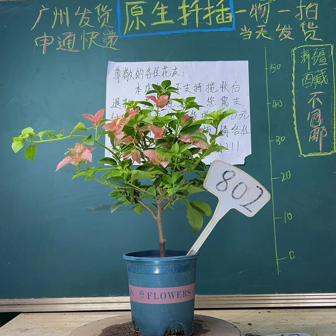 当前无花栽培后可以开花卡亚塔802