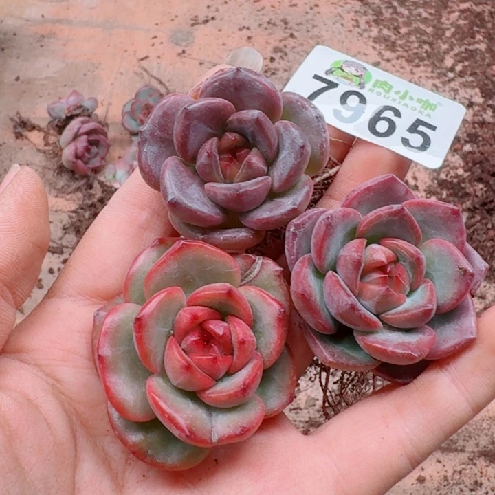 多肉植物多肉植物