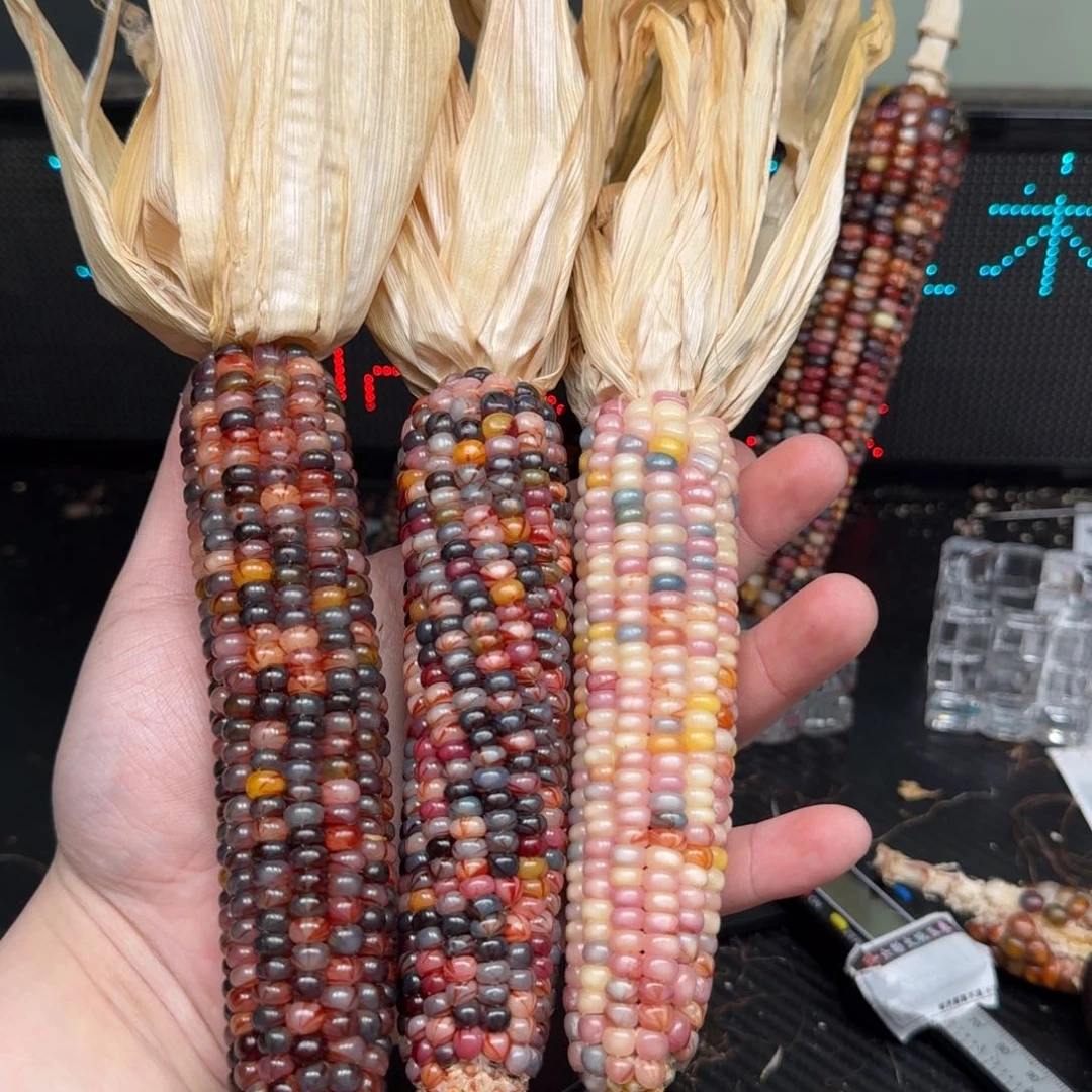 柏香籽/百香籽吊坠梨***?