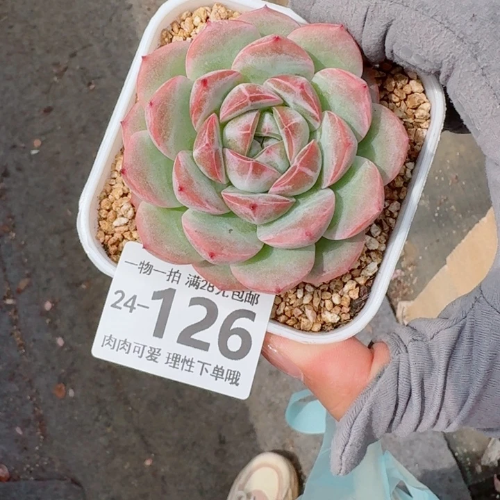 红心粉钻多肉多肉植物多肉