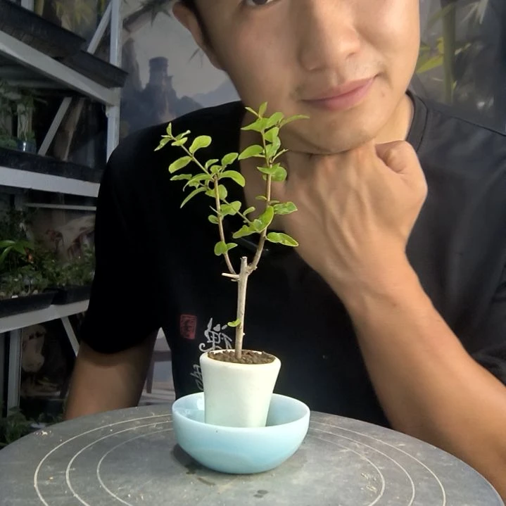 哈**人中青园艺一物一拍85