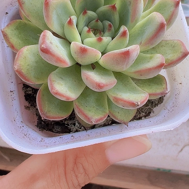 星光珍妮多肉19包邮