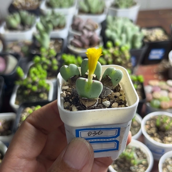 036 少将多肉植物