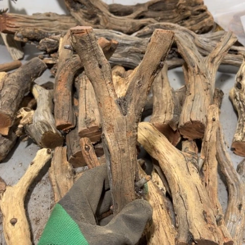 大果紫檀（缅甸花梨）时***着