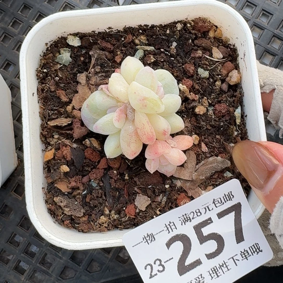 石化冰玉无盆土发货