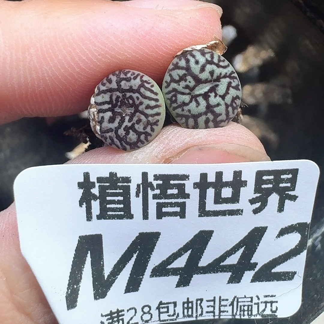 多肉植物的润泽地df