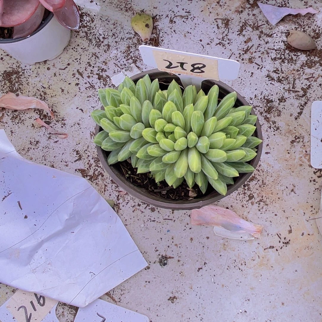 念***-0000000000000000258