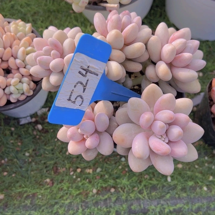 健健康康平平安安