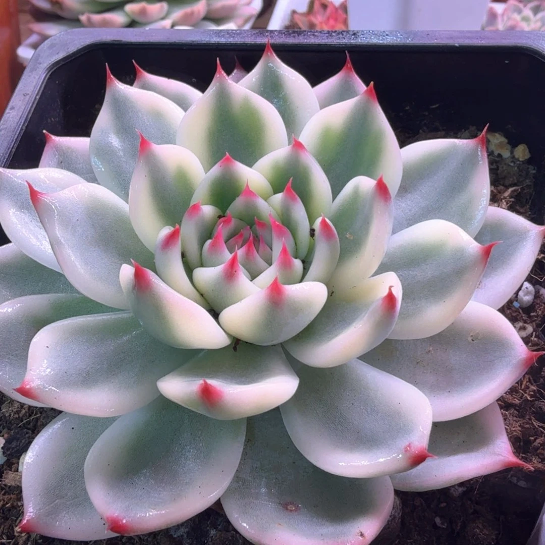 无花朵吉娃娃锦30