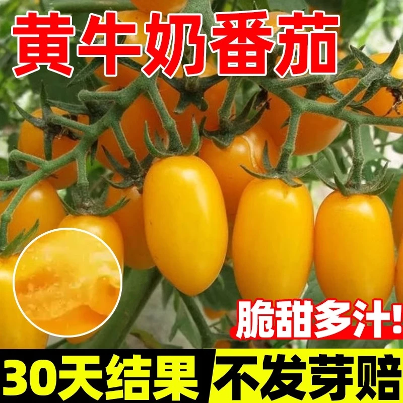 【全店买二赠一】黄牛奶番茄种子圣女果小蕃茄籽阳台种室内水果盆栽