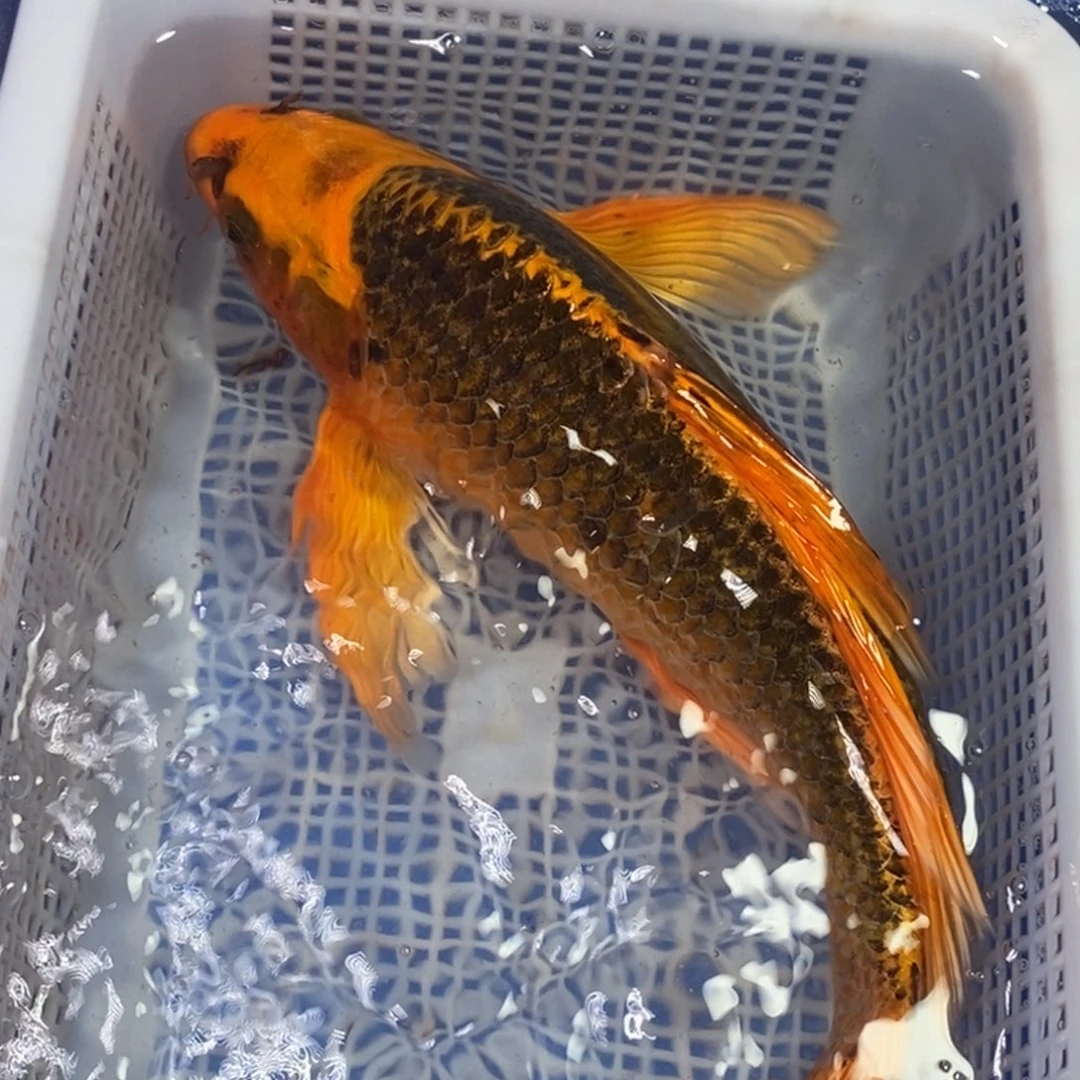 锦鲤冷水锦鲤包邮