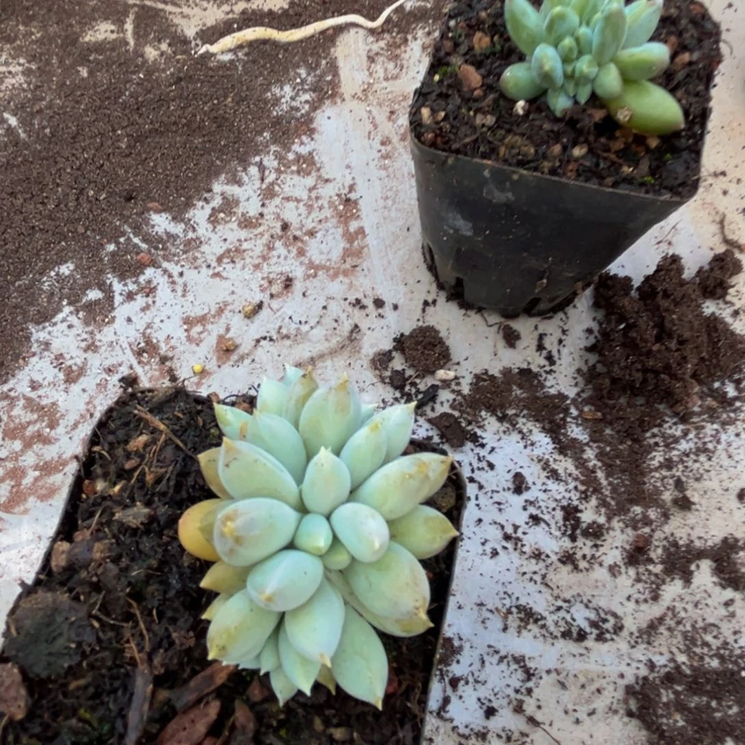 美人系列多肉植物一物一拍