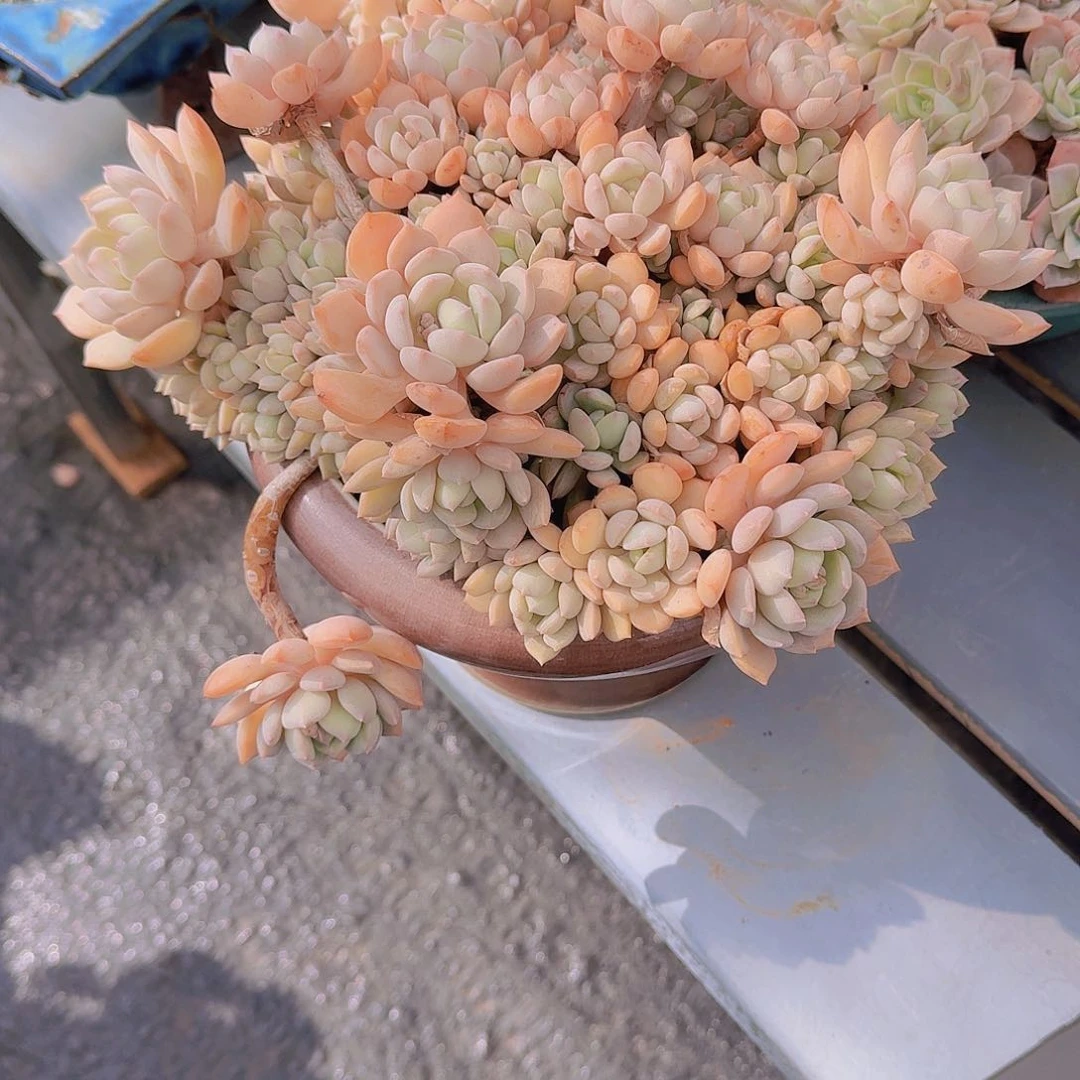 前**事1018带盆蜜桃格里多肉