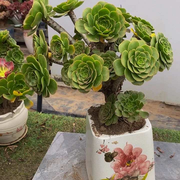 一***清完全开放876号碧螺春多肉1颗多肉