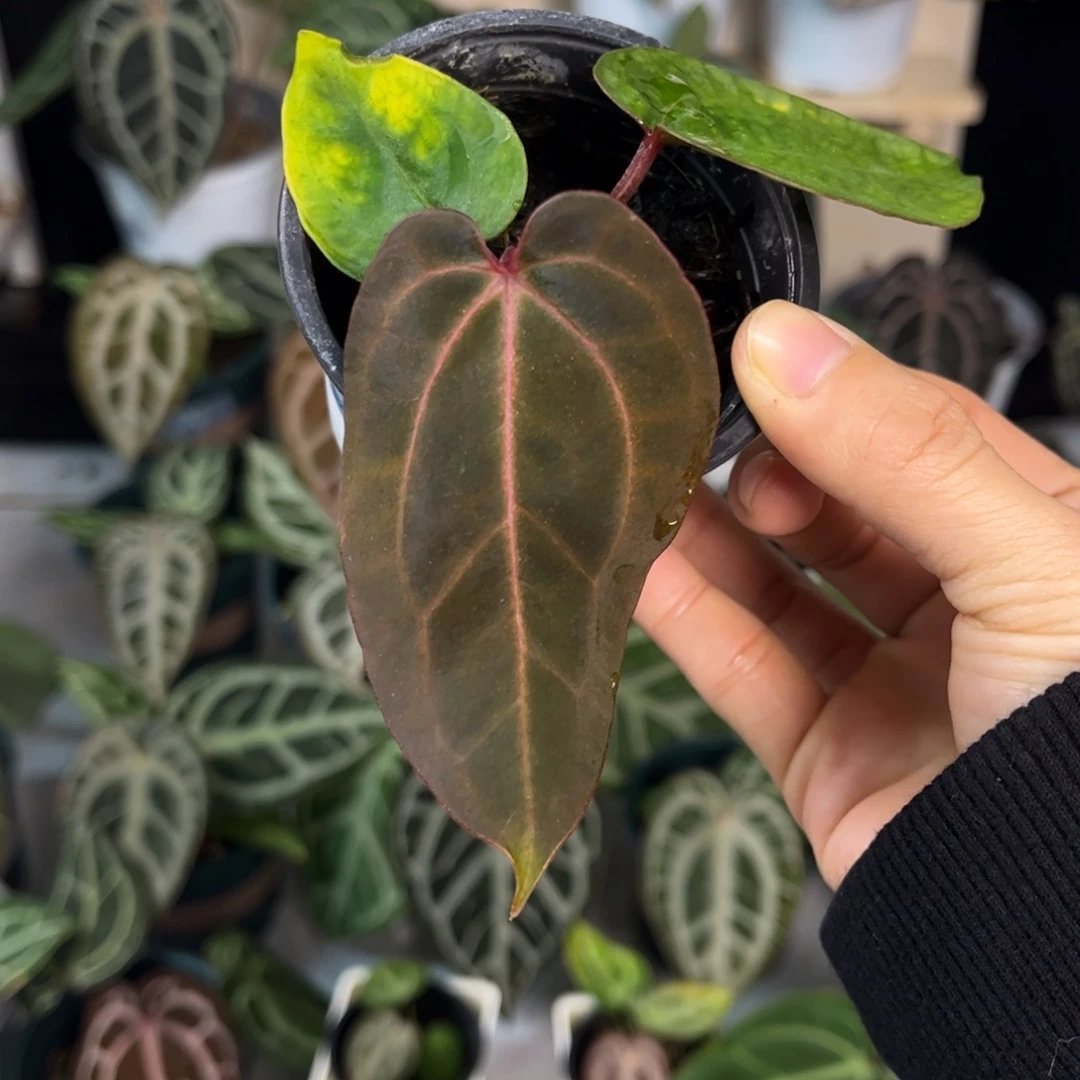 无花朵023 红脉无名杂黑桃