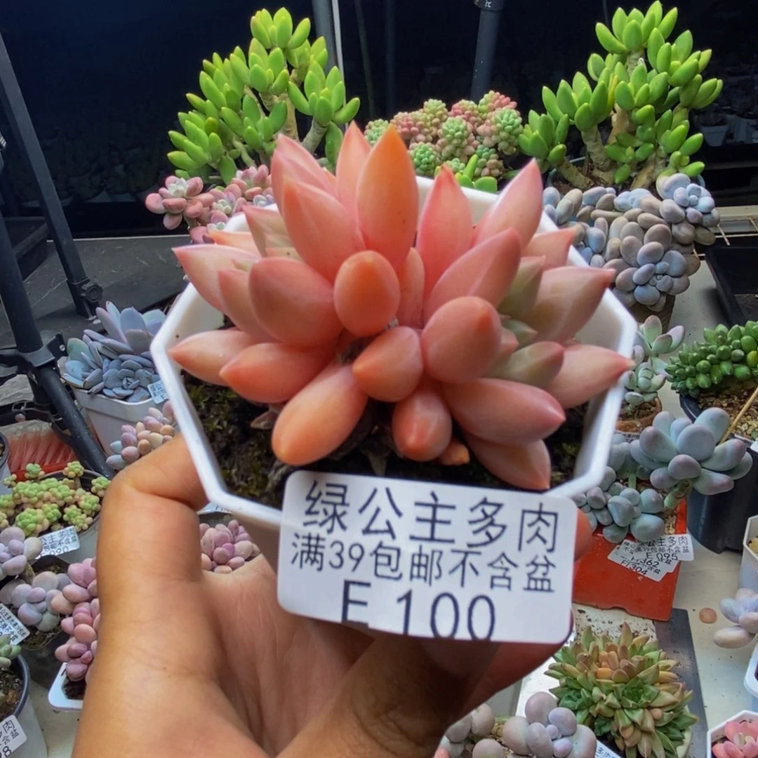 100车厘子多肉5cm