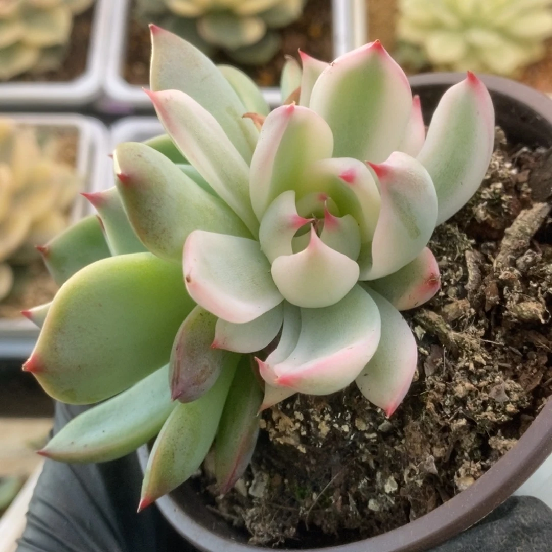 176锦锦锦锦锦锦锦锦