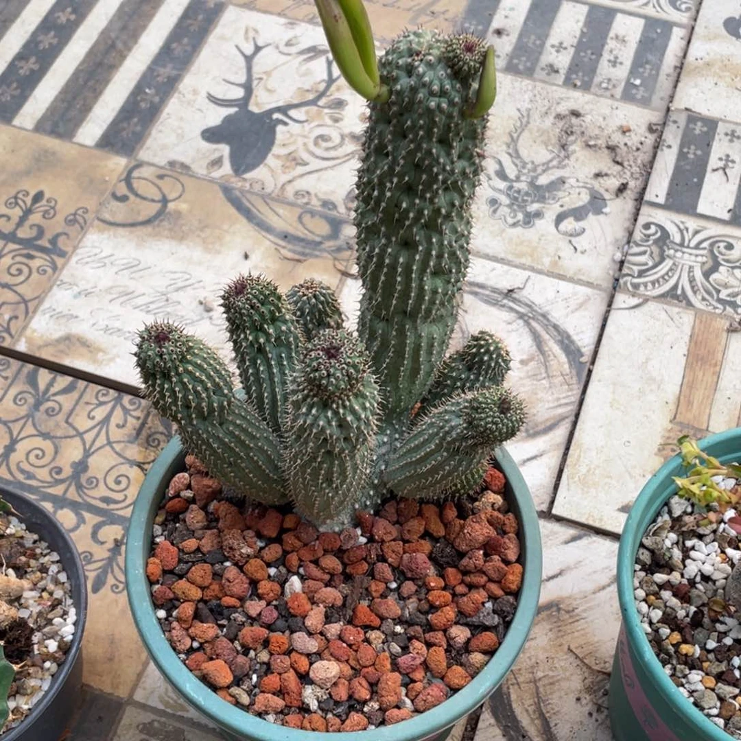 凌*摩耶夫人专拍