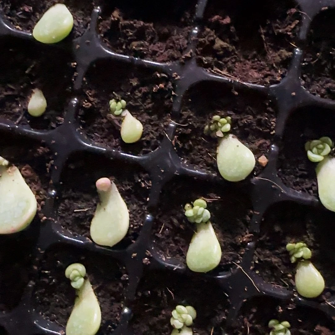 童话芝麻苗一个满25包邮