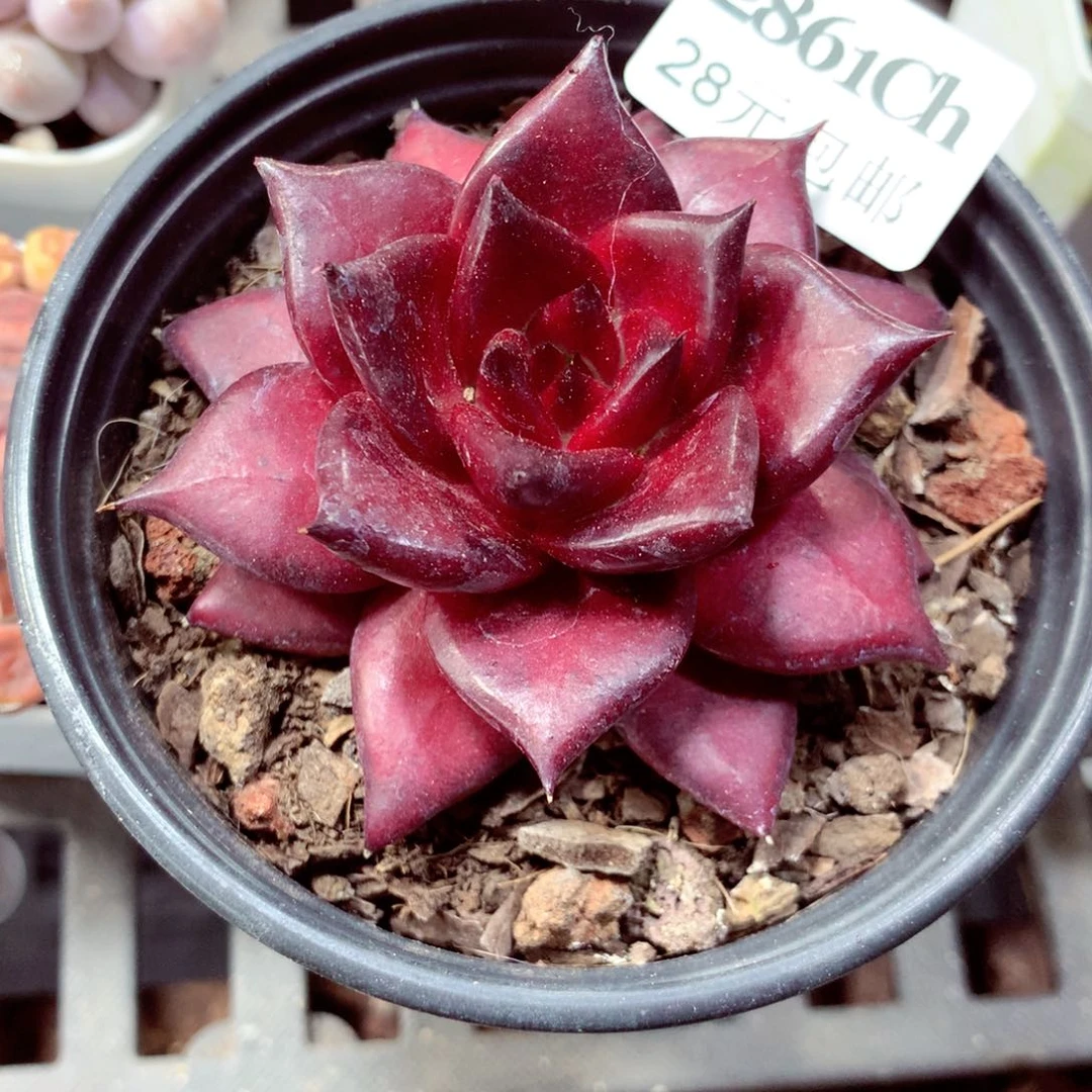 5厘米盆精控多肉2861