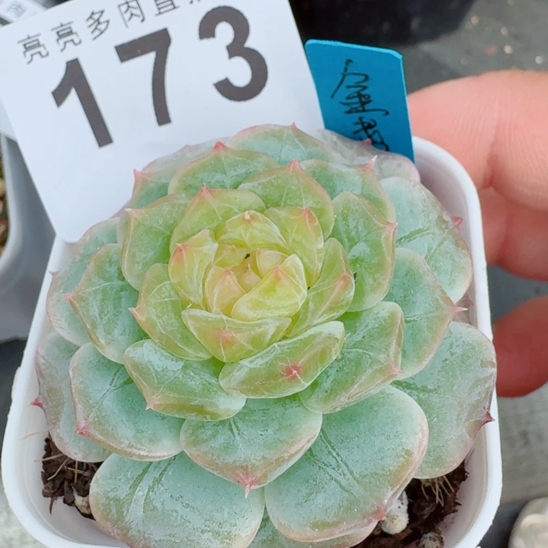 金盏珍妮            精美多肉植物