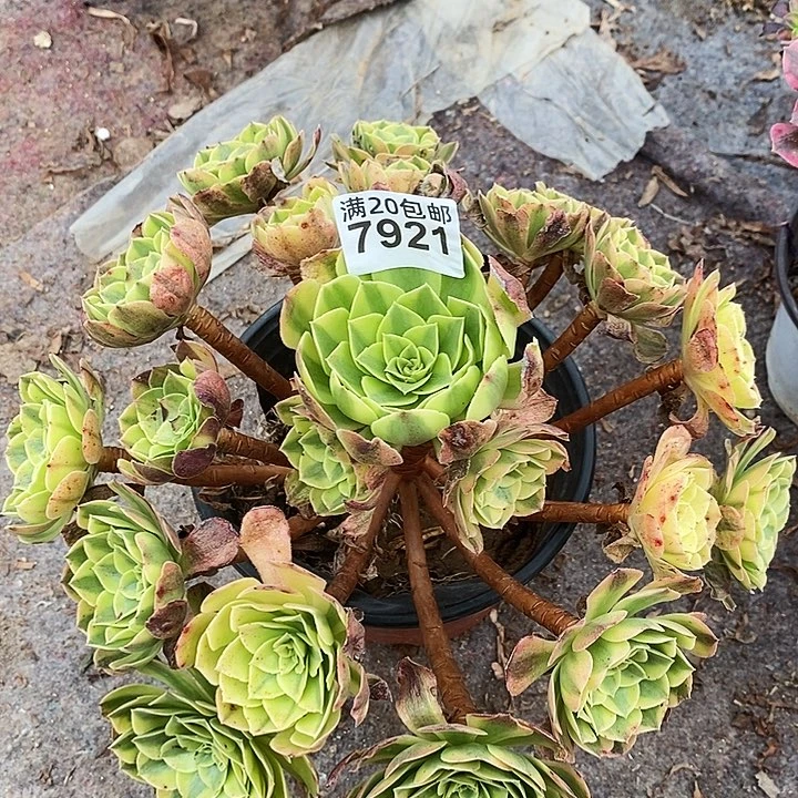 7921 一颗雨何法师